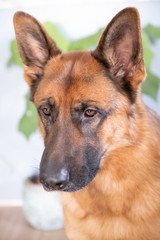 Brown and Black German Shepherd Dog Close Up Portrait