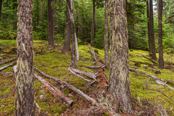 View at Trail in Park in Vancouver, Canada.