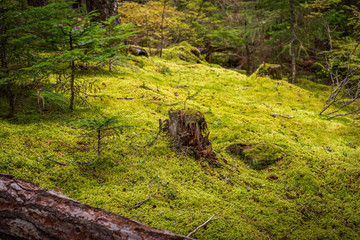 Fototapeta premium View at Trail in Park in Vancouver, Canada.