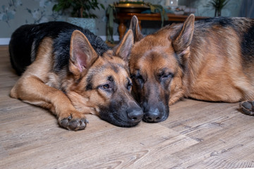 Two German Sheppard dogs lying togetheron the floor