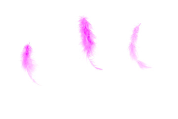 lilac feathers on a white background, copy space
