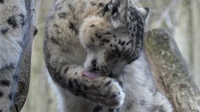 Snow leopard (Panthera uncia) licking fur hygiene maintenance