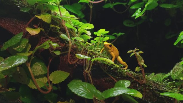 Golden Poison Frog (Phyllobates terribilis), golden poison frog, also known as the golden frog, golden poison arrow frog, or golden dart frog endemic to the Pacific coast of Colombia