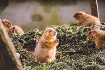 Closeup of an alpine marmot eating. Adult Brown Alpine Marmot Close Up. Marmota Marmota. alpine marmot and eats with the paws. Many squirrel rodents eat food