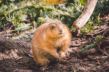 Closeup of an alpine marmot eating. Adult Brown Alpine Marmot Close Up. Marmota Marmota. alpine marmot and eats with the paws. Many squirrel rodents eat food