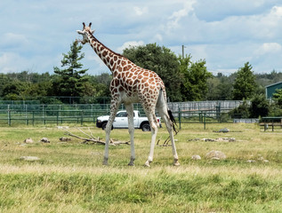 Wild Animal Giraffe in Hamilton Lion Safari in Ontario Canada
