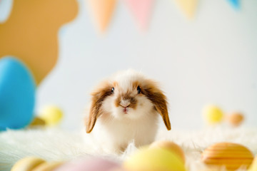Easter rabbit photo in studio. Fanny bunny. Shallow DOF.