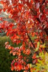 red leaves of decorative plum in full sun
