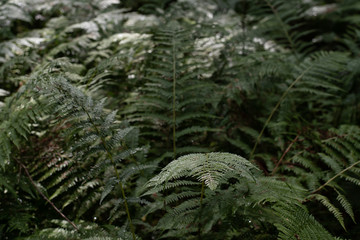 Bush of a fern leaves in the summer green forest