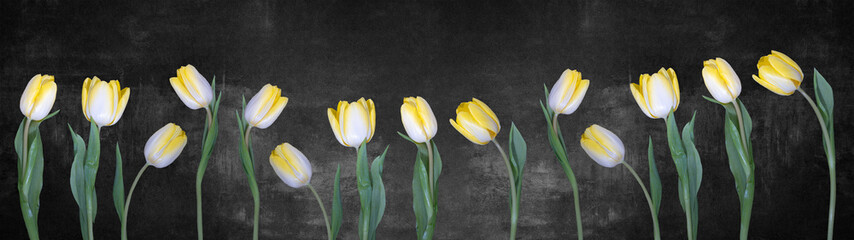 Spring background panorama banner - yellow white tulips isolated on black concrete stone wall texture © Corri Seizinger