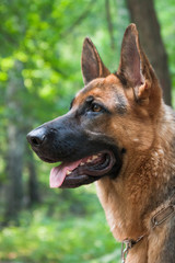 German shepherd dog. Profile portrait.