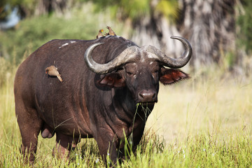 cape buffalo with oxpeckers