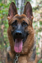 Dog breed German shepherd, full face portrait