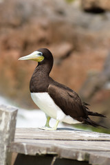 cormorant on a rock