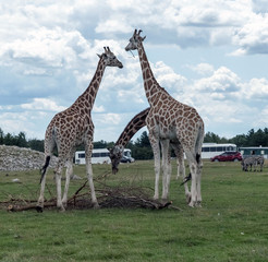 Wild Animal Giraffe in Hamilton Lion Safari in Ontario Canada
