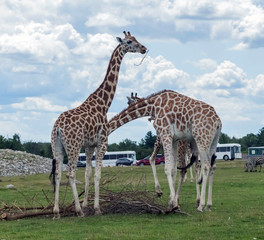 Wild Animal Giraffe in Hamilton Lion Safari in Ontario Canada