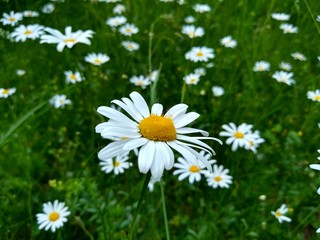 Fototapeta premium daisies in the grass