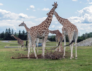 Fototapeta premium Wild Animal Giraffe in Hamilton Lion Safari in Ontario Canada