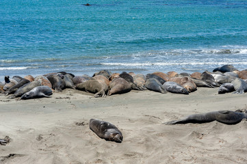 Elephant seals on the beach at Elephant Seal Vista Point, San Simeon, Highway 1, California