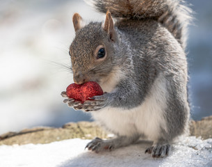 Eastern Gray Squirrel holding red glitter Valentine's Day Heart