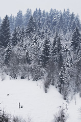 A beautiful scene of winter in the Carpathian Mountains