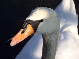 portrait of a black swan