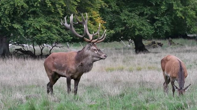 Red deer (Cervus elaphus) stag / male with huge antlers sniffing the air and stamping the ground with foreleg during the rut in autumn / fall