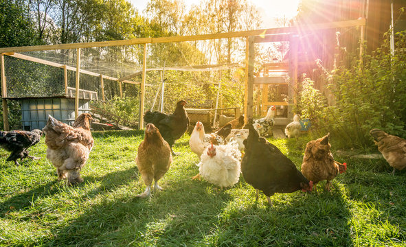 Happy Chicken Outside Their Pen.