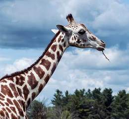Wild Animal Giraffe in Hamilton Lion Safari in Ontario Canada