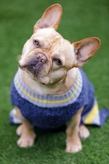 Keuken achterwand Franse bulldog Attente Frenchie mannelijke hoofd kantelen. Hondenpark zonder lijn in Noord-Californië.  © Yuval Helfman