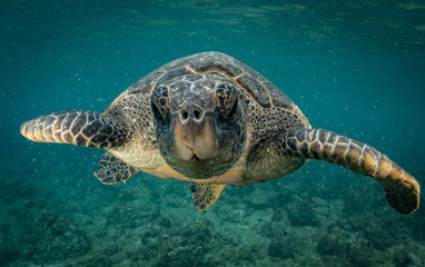 Obraz premium Green Sea turtles in Hawaii on the rocky reef