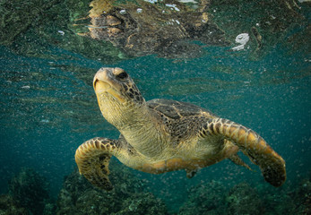 Obraz premium Green Sea turtles in Hawaii on the rocky reef