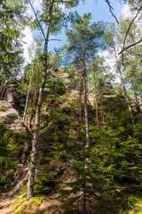 Tall trees in the forest with Blue sky on the background