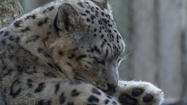 Snow leopard (Panthera uncia) licking fur hygiene maintenance
