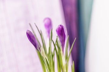 Beautiful purple violet crocuses in a light background