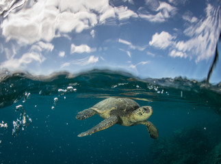 Green Sea turtles in Hawaii on the rocky reef