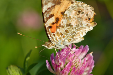 Butterfly is on the clover. Closeup view. Dusk sunlight