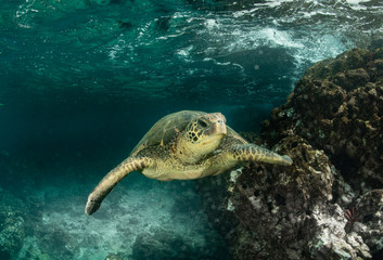 Obraz na płótnie Canvas Green Sea turtles in Hawaii on the rocky reef