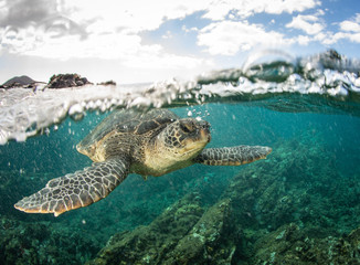 Obraz premium Green Sea turtles in Hawaii on the rocky reef