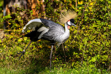 Naklejka premium Black Crowned Crane, Balearica pavonina in the zoo