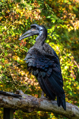 Abyssinian northern Ground Hornbill, Bucorvus abyssinicus strange bird