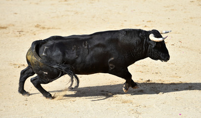 un toro español con  grandes cuernos