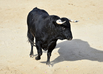 un toro español con  grandes cuernos