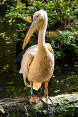 Great White Pelican, Pelecanus onocrotalus in the zoo