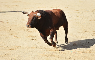 un toro tipico español