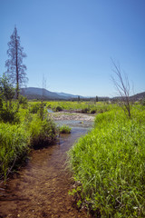 Stream flowing through a meadow Rocky Mountain National Park, forested mountains in distance