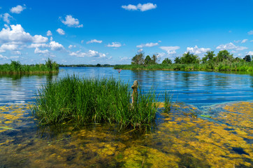 small lake with algae bloom in the state of Brandenburg in summer