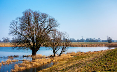 Grasslands flooded by the river Elbe in Wittenberge, Germany