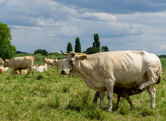 Naklejka na ściany i meble Herd of cows on pasture in Germany