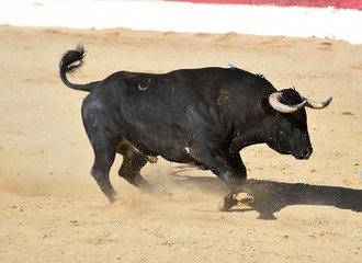 un toro tipico español